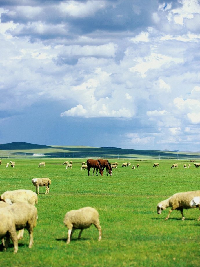 呼伦贝尔，探寻大自然的绿色宝库
